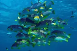Peces labios dulces - Australia