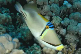 Pez Ballesta Picasso - Indo, PacÃ­fico y Mar Rojo