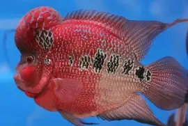 Pez Cuerno de Flor - Malasia