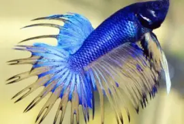 Pez Luchador de Siam