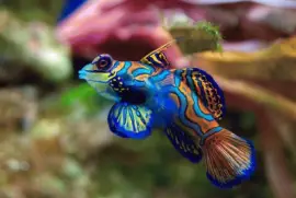 Pez MandarÃ­n - Australia