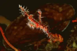 Pez Pipa Fantasma - Pacifico