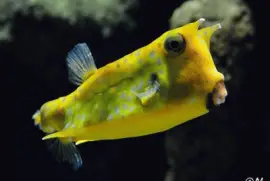 Pez Vaca - Indo Pacifico