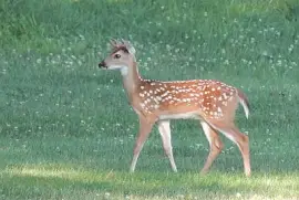 A Fawn