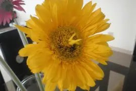 gerbera