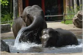 Elephants in the Pool