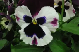 Purple and White Pansy jigsaw puzzle