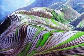 rice terraces