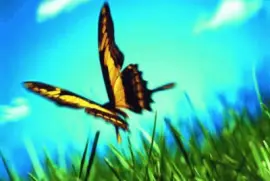 Netzbild jigsaw puzzle