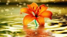 Netzbild jigsaw puzzle