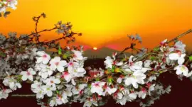 Netzbild jigsaw puzzle