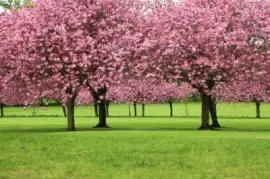 פאזל של Sakura Trees