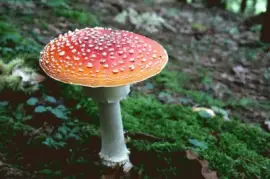 פאזל של Red Toadstool