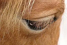 פאזל של Horse Eye