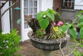 פאזל של chat dans les fleurs