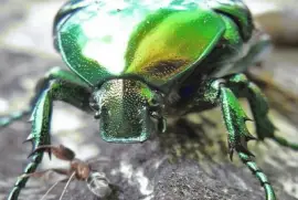 Protaetia Aeruginosa