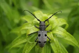 The Longhorn Beetle (Rosalia alpina)