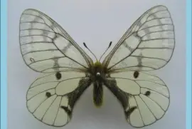 פאזל של Parnassius Felderi