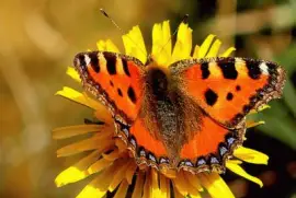 פאזל של Mariposa  de la Ortiga