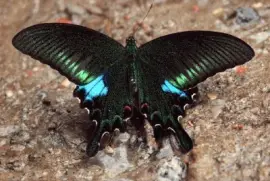 פאזל של Mariposa Negra