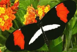 פאזל של Mariposa NiÃ±a de Sierra Nevada