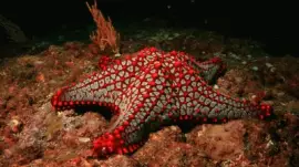 tfbujz jigsaw puzzle