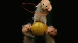 olmhzi jigsaw puzzle