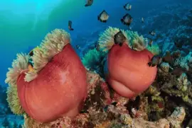 Arrecifes Coralinos de Hurghada