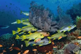 Arrecifes Coralinos de Komodo