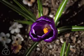 Vivid Purple Crocus