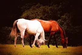 פאזל של Pair of Horses