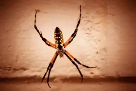 Spider for Halloween