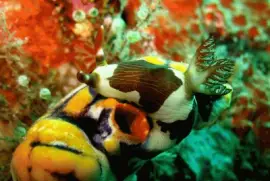 Nudibranquio - Indonesia