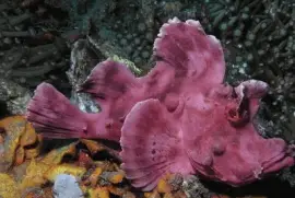 Pez EscorpiÃ³n - Indonesia