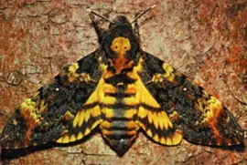 פאזל של Mariposa Esfinge de la Calavera