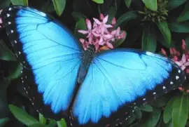פאזל של Mariposa Azul