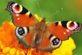 פאזל של Mariposa Pavo Real