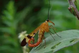 EscorpiÃ³n Volador