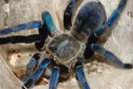 Tarantula Cobalt Blue