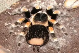 Tarantula Hembra