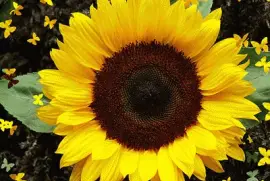 girasol