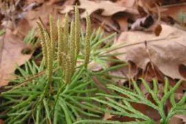 ground cedar
