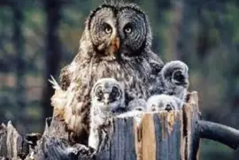 פאזל של mom#102