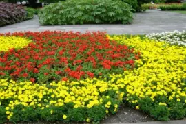 flores del jardin de colonia