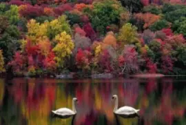 פאזל של paisaje colorido