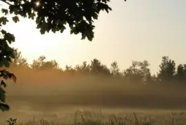 Misty backyard sunrise