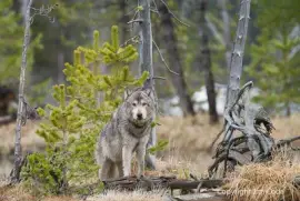 Yellowstone wolf