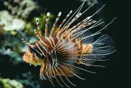 Pez LeÃ³n - Indonesia