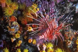Pterois Volitans - Mar Rojo.