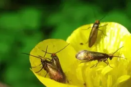 פאזל של Micropterix Calthella